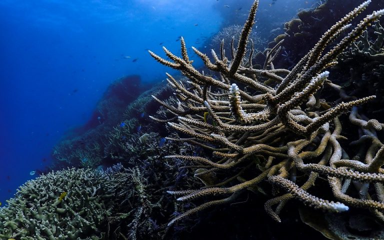 Αυστραλία: Ο Μεγάλος Κοραλλιογενής Ύφαλος έχασε τα μισά κοράλλια του σε 25 χρόνια