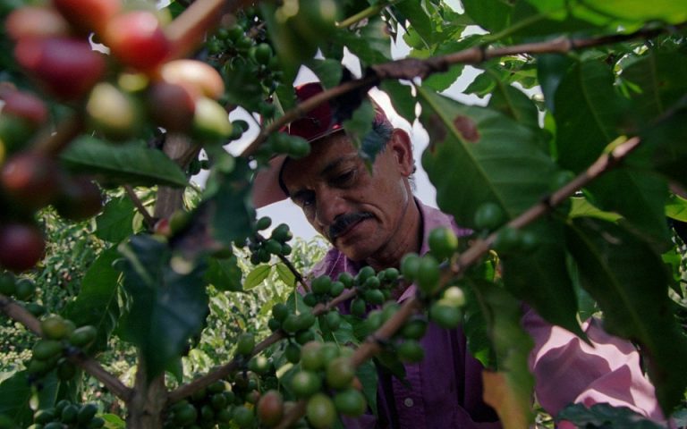 Πώς το «έφραγμα» στο Σουέζ θέτει σε κίνδυνο τον καφέ arabica
