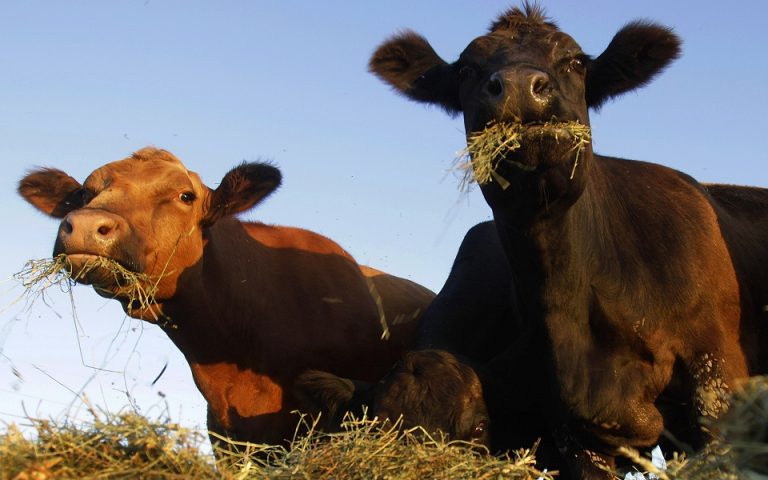 Γιατί εκπαιδεύουν τις αγελάδες να πηγαίνουν… τουαλέτα με τον σωστό τρόπο