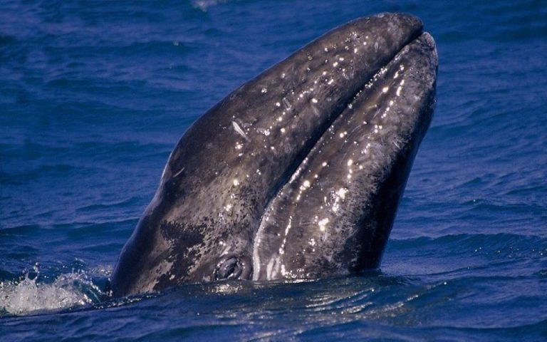 Γκρίζα φάλαινα θεάθηκε για πρώτη φορά στις ακτές της Γαλλίας στη Μεσόγειο
