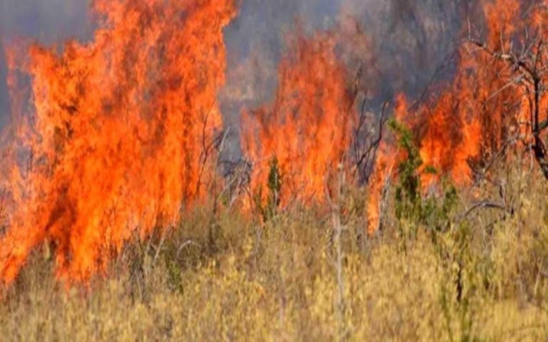 Πυρκαγιά σε δασική έκταση στην Βραυρώνα Αττικής