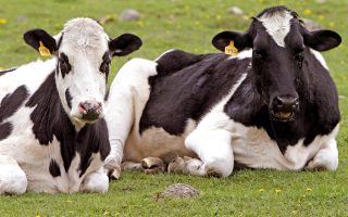 ΕΛΣΤΑΤ: Διψήφια αύξηση στις τιμές εκροών στη γεωργία και κτηνοτροφία 