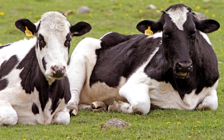 To πείραμα της Καλιφόρνια: Παράγει φυσικό αέριο από κοπριά αγελάδων