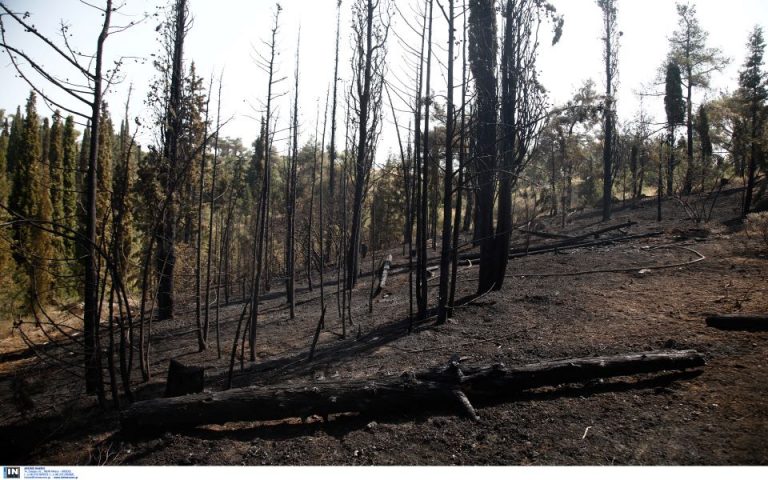 ΓΓΠΠ: Πολύ υψηλός κίνδυνος πυρκαγιάς αύριο για έξι Περιφέρειες της χώρας