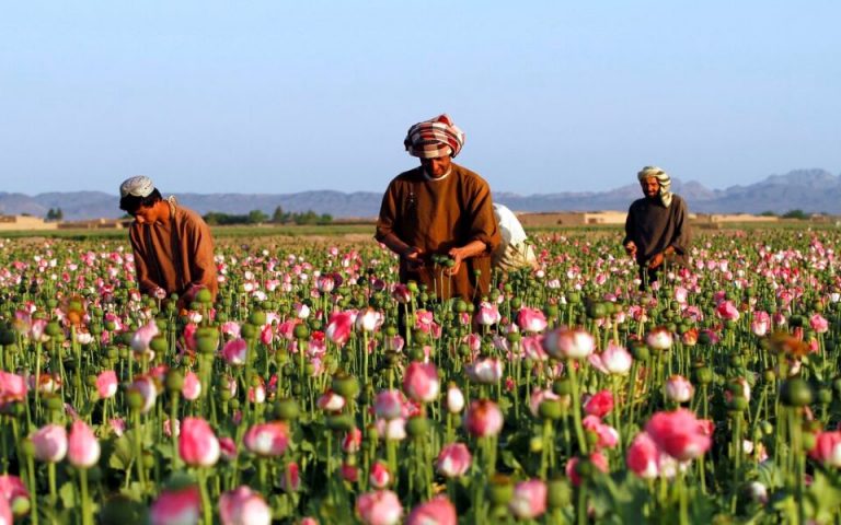 Αφγανιστάν: Οι Ταλιμπάν δεν σταματούν τους εμπόρους ναρκωτικών