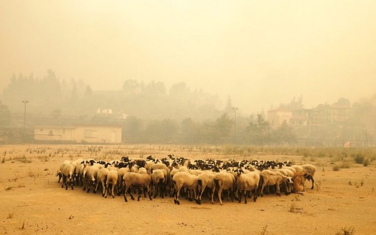 Ε.Ε.: Παράνομα τα μέτρα στήριξης της Ελλάδας στους αγρότες για τις πυρκαγιές το 2007