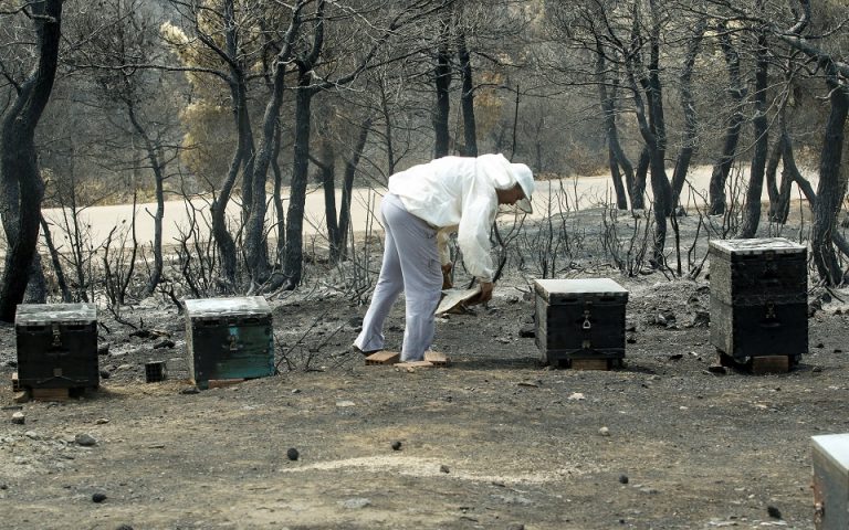 Πυρκαγιές: Πλήγμα και στη μελισσοκομία – Έως 10.000 τόνους η ετήσια απώλεια πευκόμελου