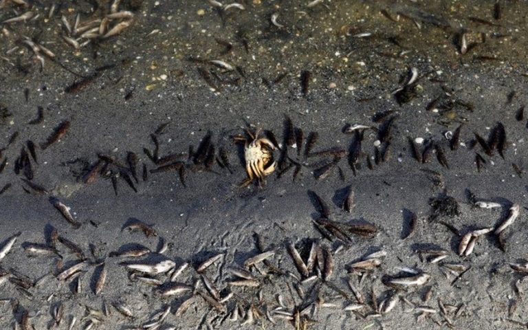 Τόνοι νεκρών ψαριών σε λιμνοθάλασσα της Μεσογείου