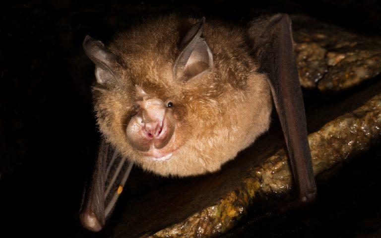 Νέα στοιχεία για την προέλευση του κορωνοϊού σε νυχτερίδες
