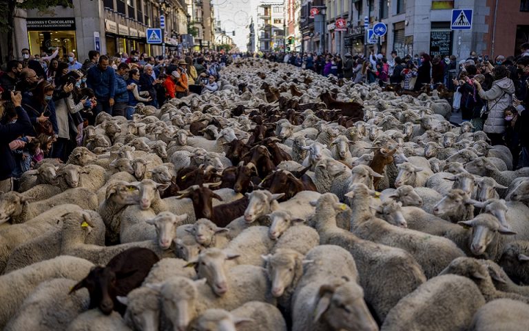 Γιατί οι δρόμοι της Μαδρίτης καταλήφθηκαν από πρόβατα