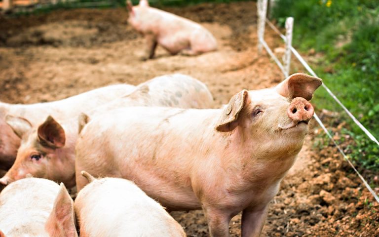 Γιατί η Βρετανία έχει 120.000 «πλεονάζοντα» γουρούνια;
