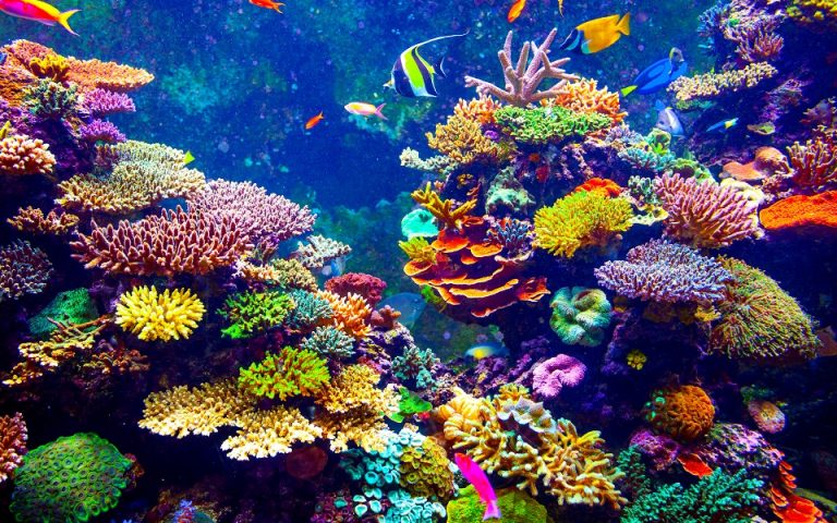Κοραλλιογενείς ύφαλοι: Μπορούν να σωθούν από μία οικονομική θεωρία επιπέδου Νόμπελ;