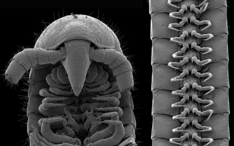 Ανακαλύφθηκε νέο είδος με 1.000 πόδια: Γιατί το ονόμασαν Περσεφόνη
