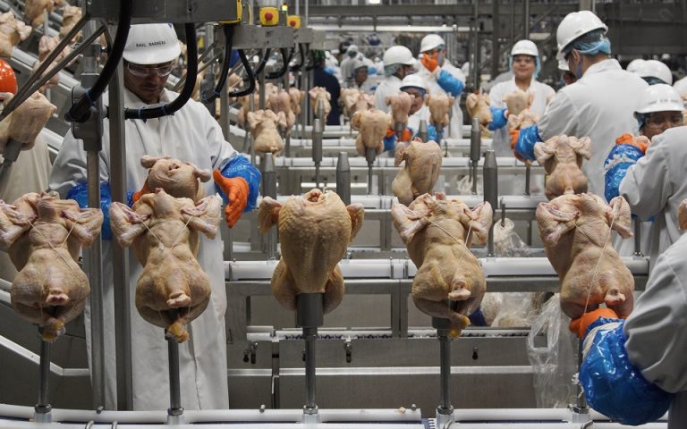 Ολλανδία: Σαρώνει η γρίπη των πτηνών – Θα θανατωθούν 216.000 πουλερικά