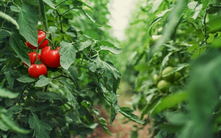 Σε ΦΕΚ οι όροι για υπαγωγή στον Αναπτυξιακό Νόμο επενδύσεων στη μεταποίηση γεωργικών προϊόντων
