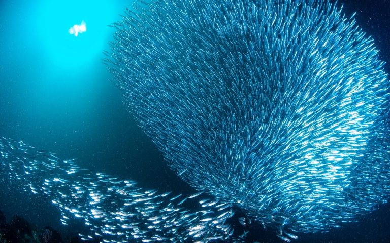 Η μεγαλύτερη φωλιά με 60.000 ψάρια – Έχει το μέγεθος της Μάλτας