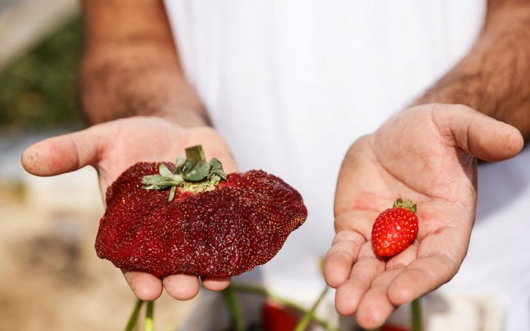 Ρεκόρ Γκίνες: Μία φράουλα βάρους σχεδόν 300 γραμμαρίων
