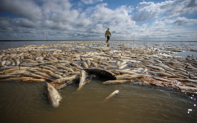 Η λιμνοθάλασσα των… νεκρών ψαριών