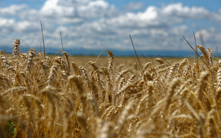 Επιδεινώνεται μέρα με τη μέρα η κατάσταση με τις εξαγωγές σιτηρών στην Ουκρανία