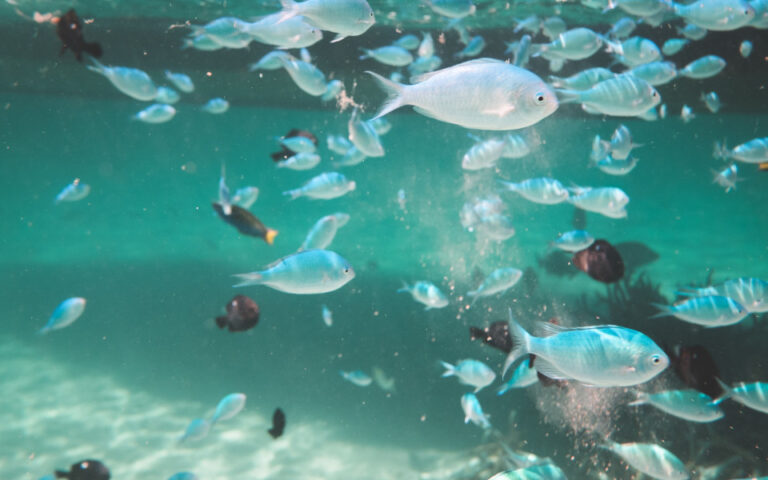 Με μαζική εξαφάνιση απειλούνται τα θαλάσσια είδη αν δεν αντιμετωπιστεί η υπερθέρμανση του πλανήτη