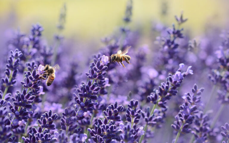 Στην Π.Ε. Έβρου το πρώτο Μελισσοκομικό Πάρκο στην Ελλάδα – Υπεγράφη το ΦΕΚ από τον Κεδίκογλου    