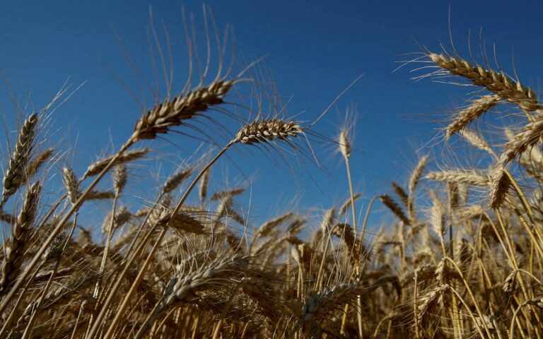 Ρουμανία: Απαγόρευση των ουκρανικών σιτηρών ζητούν από την κυβέρνηση οι αγρότες