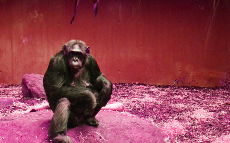 Παρέμβαση Αμυρά για τη θανάτωση του χιμπατζή στο Αττικό Ζωολογικό Πάρκο
