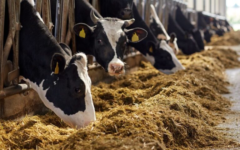 Κτηνοτρόφοι: Μπροστά στην απειλή να χάσουν 24 δισ. δολάρια λόγω της κλιματικής αλλαγής 