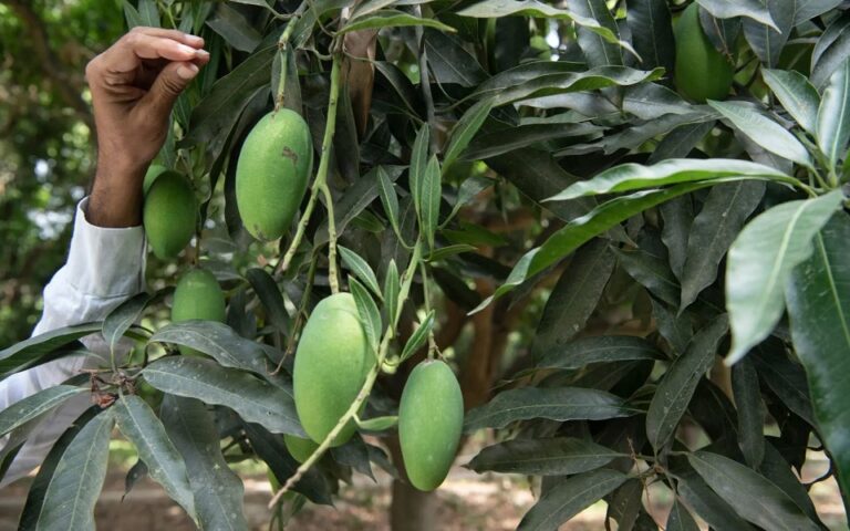 Είδος υπό εξαφάνιση φέτος το μάνγκο: Η απειλή για το αγαπημένο καλοκαιρινό φρούτο
