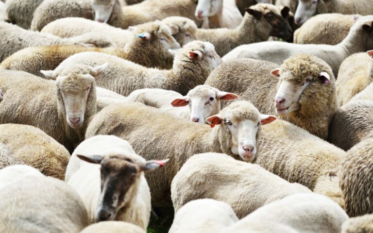 Χιλιάδες πρόβατα πνίγηκαν σε βύθιση πλοίου