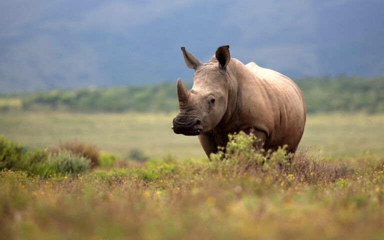 Η χώρα που «βλέπει» τουριστική ανάπτυξη και επενδύσεις χάρη σε 19 ρινόκερους