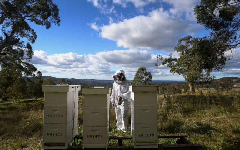 Σκοτώνουν τις μέλισσες για να σώσουν το μέλι