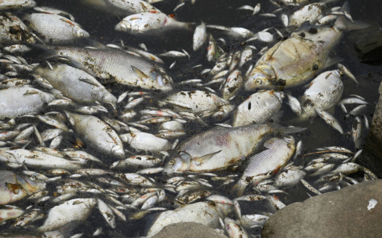 Πολωνία: Τους 100 τόνους φτάνουν τα νεκρά ψάρια στον ποταμό Όντερ