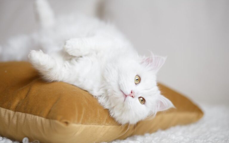 Choupette: Γενέθλια σε ιδιωτικό τζετ για τη γάτα που κληρονόμησε (;) εκατομμύρια
