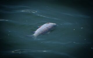 Ποταμός Όντερ: Χιλιάδες ψάρια νεκρά – Φόβοι για περιβαλλοντική καταστροφή