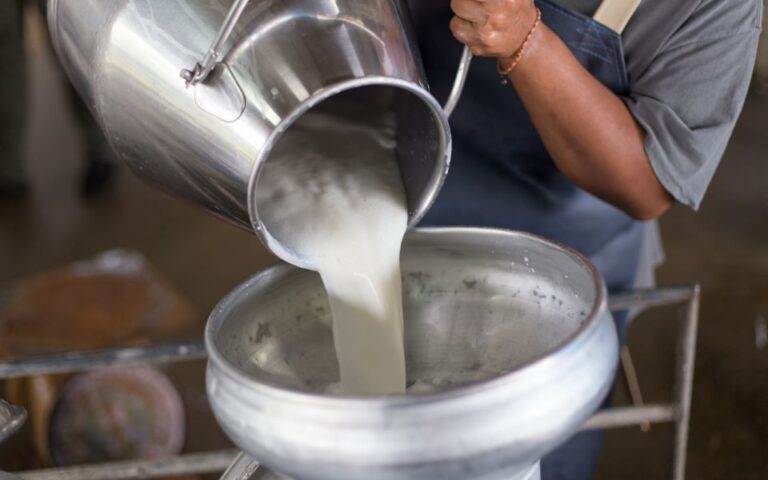 Βαρύ το πλήγμα της κακοκαιρίας Daniel στην παραγωγή γάλακτος