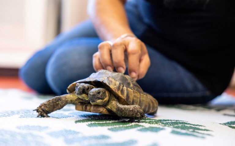 Ελβετία: Ο Ιανός κλείνει τα 25 και γίνεται η γηραιότερη δικέφαλη χελώνα στον κόσμο