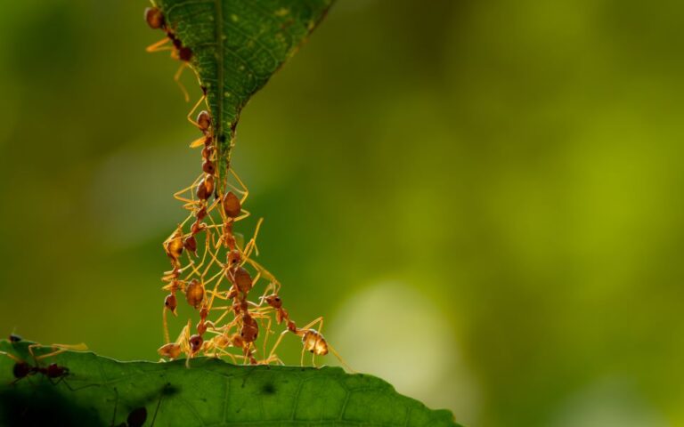 Πόσα μυρμήγκια υπάρχουν στον κόσμο; Η απάντηση δόθηκε και θα σας ξαφνιάσει