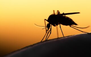 Όλα τα κουνούπια τσιμπάνε εσάς; Δείτε γιατί συμβαίνει
