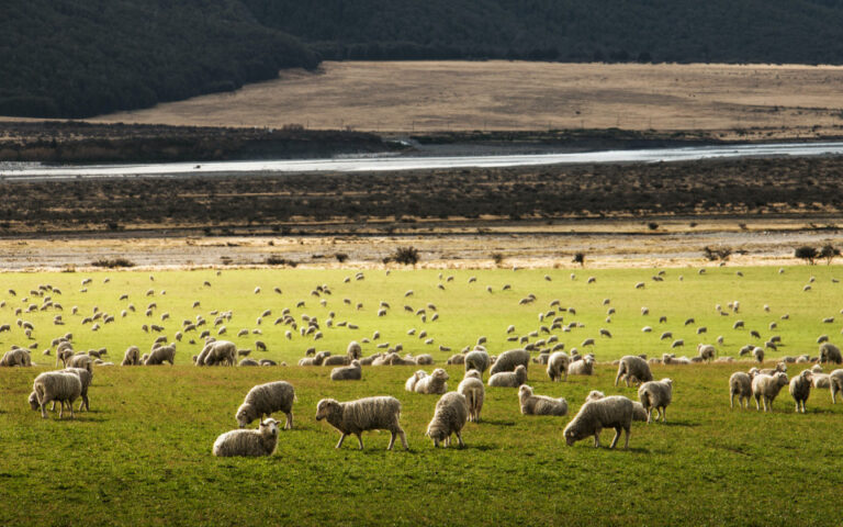 Στην τεχνολογία επενδύουν οι κτηνοτρόφοι – Ταμείο Μικρών Δανείων προαναγγέλλει η Τρ. Πειραιώς