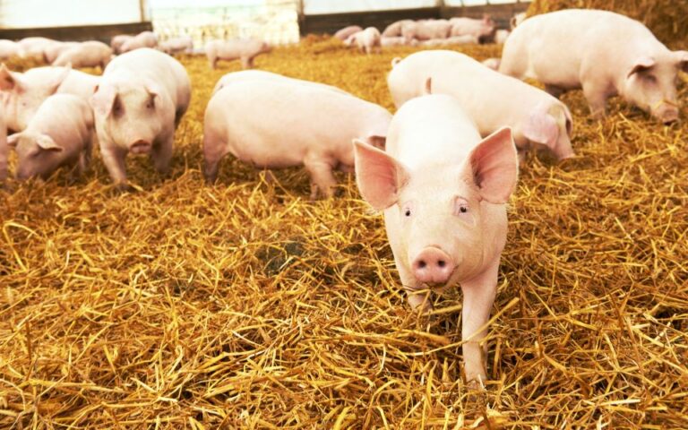 Γερμανία: Τα γουρούνια είναι το νέο θύμα της ενεργειακής κρίσης