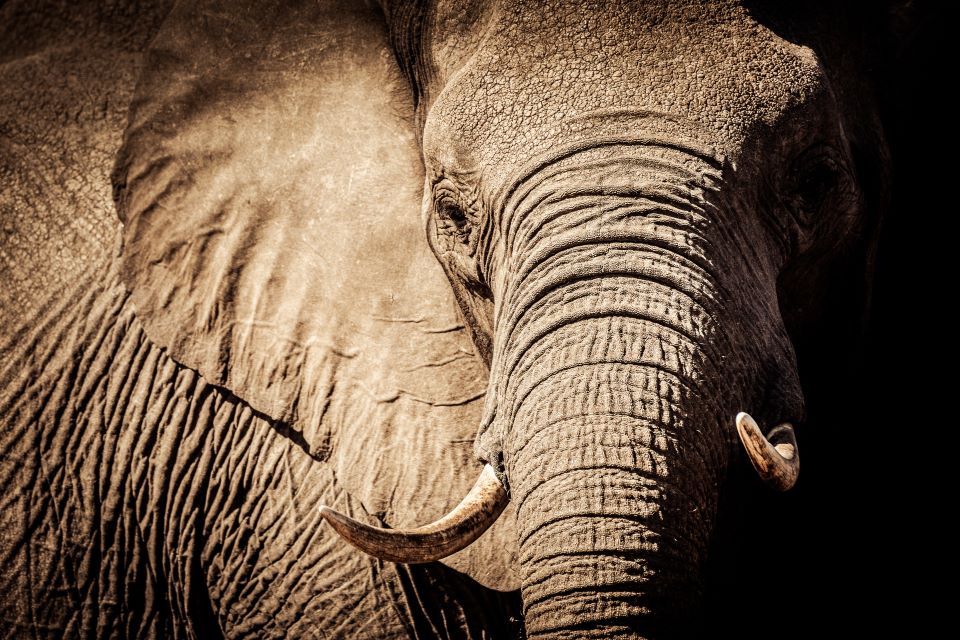 Γιατί λέμε «Jumbo»; Τα αεροπλάνα, τα παιχνίδια και η τραγική ιστορία του μεγαλύτερου ελέφαντα στον κόσμο