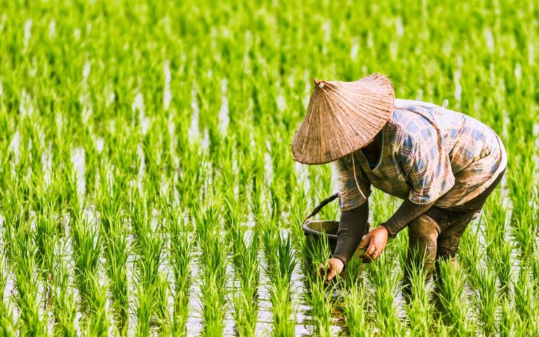 Η αγορά ρυζιού αντιμετωπίζει τις μεγαλύτερες ελλείψεις των τελευταίων 20 ετών