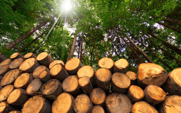 Επενδύσεις στην ξυλεία: Το άγνωστο asset που δίνει αποδόσεις 9,26% τον χρόνο