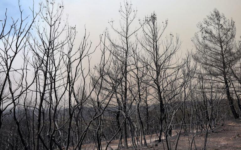 Δαδιά Έβρου: Υπό έλεγχο τέθηκε η μεγάλη πυρκαγιά – Κίνδυνος αναζωπυρώσεων