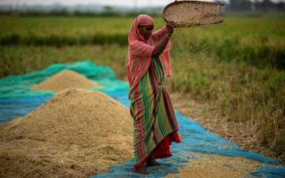 Σε υψηλό 15ετίας η τιμή του ρυζιού – Οι κίνδυνοι